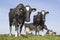 black and white cows in sunny dutch green meadow in the netherlands