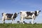 Black and white cows in sunny dutch green meadow under blue sky
