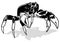 Black and White Crab