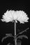 Black and white cremone chrysanthemum flower