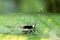 Black and white cricket Sumatra