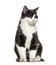 Black and white crossbreed cat standing, isolated