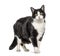 Black and white crossbreed cat standing, isolated