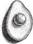 Black and white crosshatch vector sketch illustration of an avocado