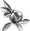 Black and white crosshatch vector sketch illustration of a pomegranate