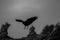 Black and White: Crow on Driftwood, Olympic Peninsula, Washington