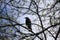 Black and white crow in tree