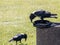 Black and White Crows Scavenging from Garbage
