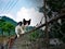 Black and white cute cat walking on the fence in the garden in mountains very funny cat
