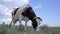 Black And White Dairy Cow Grazing On Meadow. Farm and Livestock