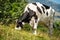 Black and White Dairy Cow on a Mountain Pasture - Alps Italy