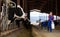 Black and white dairy cows eating hay peeking through stall fence against of farmer with metal can on livestock farm