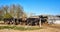 Black and white dairy cows in front of a milking facility on an organic farm