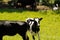 Black and white dairy cows (Holstein) Coopers Farm Rochdale, ma