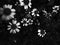 Black and white daisy. Black grass leaves in the field. Flowers in black and white contrast. Dark flowers daisies.