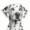 Black And White Dalmatian Dog Drawing - Detailed Digital Airbrushing