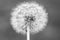 Black and white Dandelion head with seeds , Taraxacum officinale, close up. Idea for wallpaper.