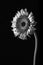 BLACK & WHITE DARK GERBERA