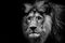 Black and white dark poster lion with extreme close up