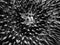 Black and White Detail Crown of Thorns Starfish