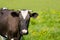 Black and white diary cow grazing on lush grass