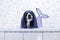 The black and white Dog in Bath with Blue Towel on its Head. Illustrated photo of wet border collie with mermaids tail