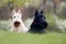 Black and white dog. Beautiful scottish terriers, sitting on green grass lawn, forest in the background, Scotland, United Kingdom