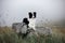 Black and white dog border collie lay on rock in fog with flowers