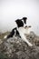 Black and white dog border collie lay on rock in fog and give a paw