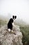 Black and white dog border collie stay on rock in fog look back