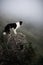 Black and white dog border collie stay on rock in fog look forward