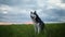 Black and white dog, breed Siberian Husky outdoors in the park at sunset