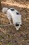 Black and white dog in a collar on a leash, walking on a lawn in an autumn park.