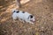 Black and white dog in a collar on a leash, walking on a lawn in an autumn park.