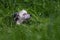 A black and white dog covered with grass hiding tired relaxing