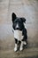 Black and white dog with crazy ears and cute paws sitting on the ground while looking at the camera