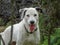 Black and white dog, dalmatian breed, outside playing