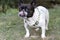 Black and white dog of the French bulldog breed.