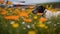 a black and white dog laying in a field of yellow and white flowers with a small plane in the distance in the distance in the