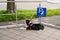 A black and white dog  leashed at designated dog parking area of shopping mall