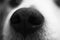 Black and white dog nose