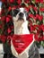Black and white dog short hair border collie in a red posing for Christmas card in a red plants background saying ho ho ho