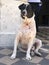 A black and white dog sitting on floor like king