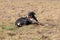 Black and white dog in spring. Appenzeller Mountain Dog. Huge dog chewing on a stick