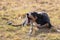 Black and white dog in spring. Appenzeller Mountain Dog. Huge dog chewing on a stick