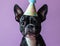 Black and White Dog Wearing Party Hat - Celebrating With Joyful Canine Companion