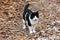 Black and white domestic cat looking curiously in distance while standing on gravel forest path covered with dried fallen leaves