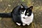 Black and white domestic cat is looking up