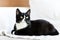 Black and white domestic cat, lying at home, relaxing and calm.