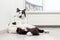 black and white domestic cat sits in a funny pose on the floor at home, lazy, tired cat